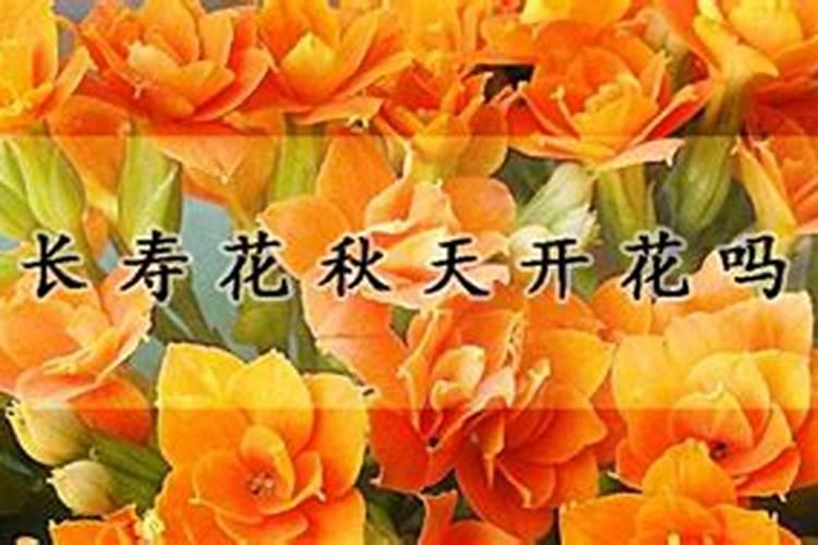 长寿花施肥技巧