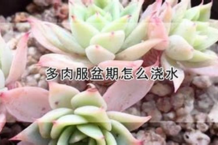 芸苔素内酯哪个牌子好？