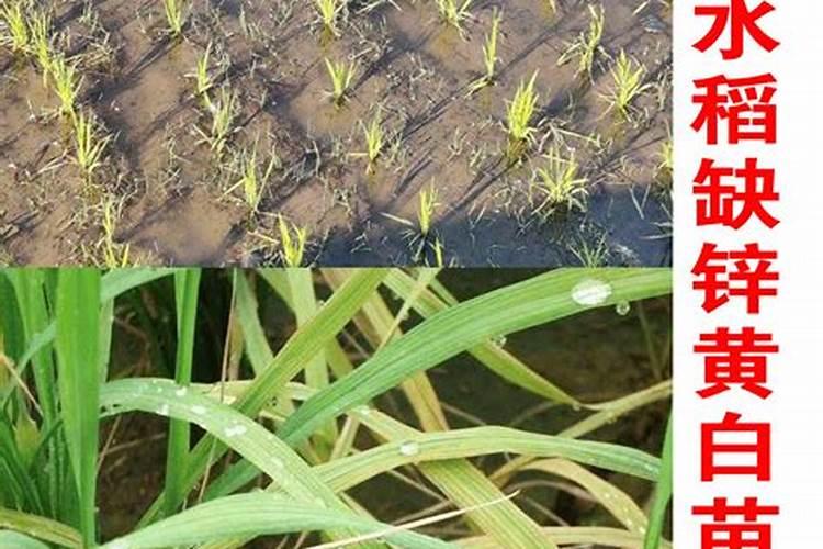 什么冲施肥对果实膨大最快