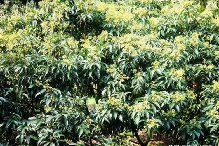 为什么妃子笑荔枝老是开花不结果？