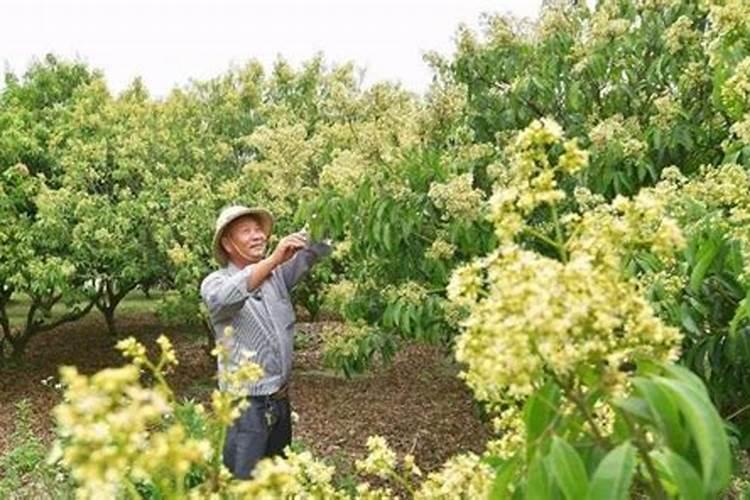 荔枝花期打什么药增加坐果率
