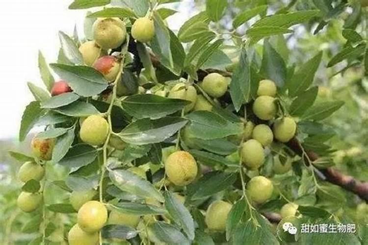 果树缺钙用什么肥料最适合(果树需补什么钙肥最好)