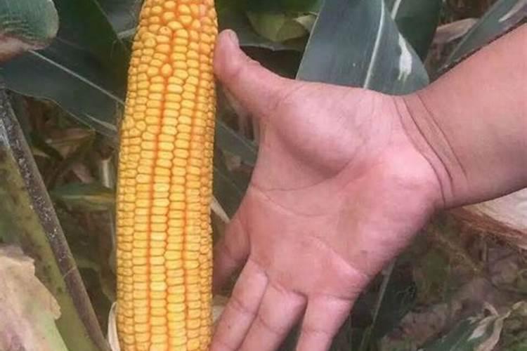 山东德州夏玉米亩产2000斤种植技术