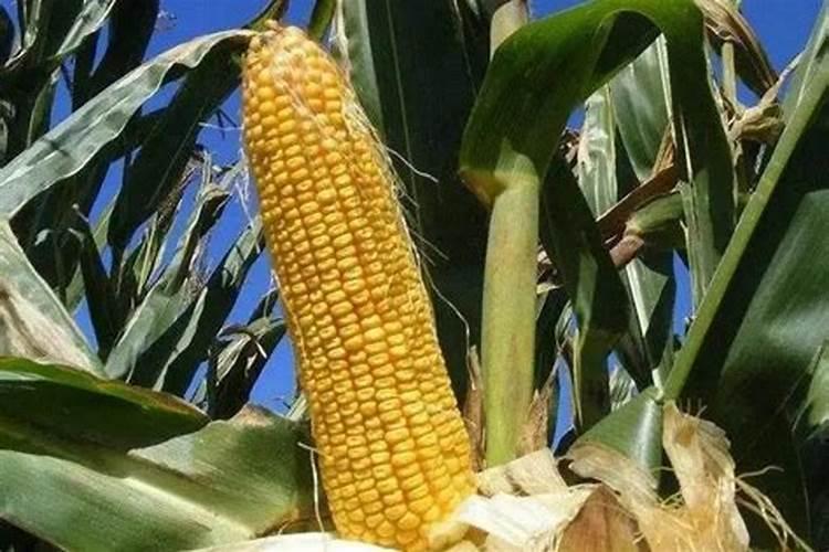 想要玉米高产,种植玉米的底肥一亩需要多少斤呢？