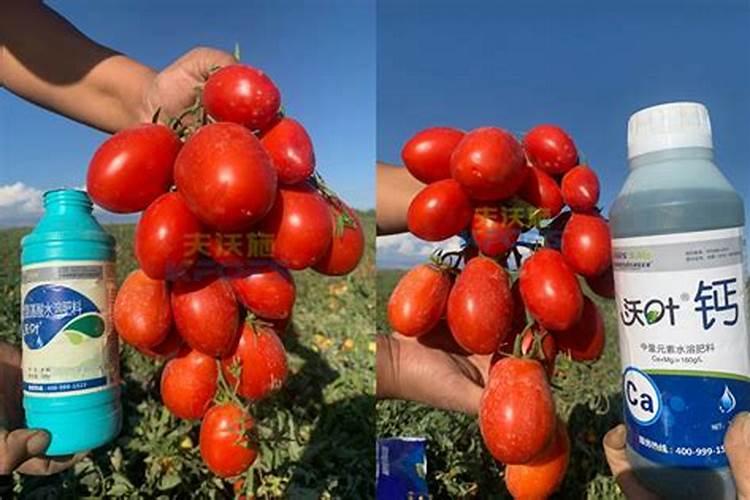 果树缺钙用什么肥料最适合