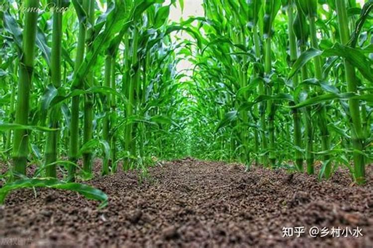 玉米种植每亩地需要多少斤底肥(播种玉米一大亩的底肥量)