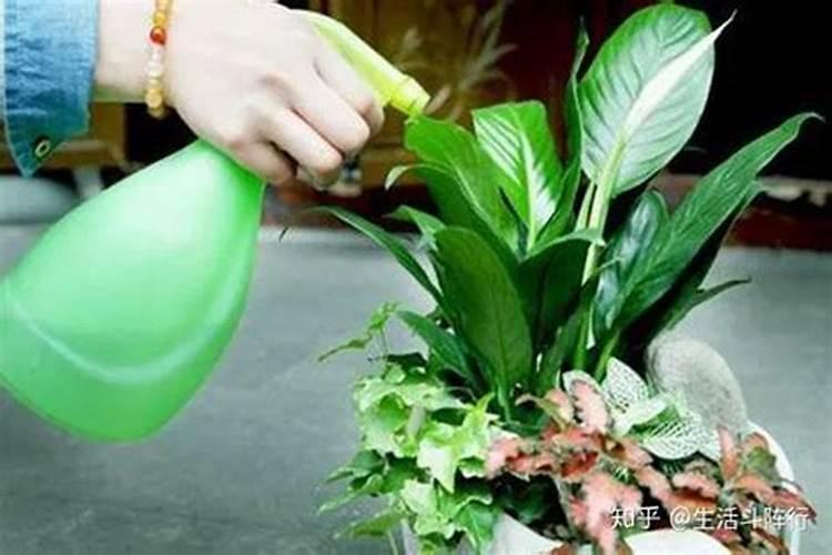 红茶可以浇发财树吗