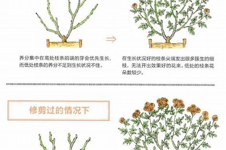 家里养花常用的肥料有哪几种,怎么选择？