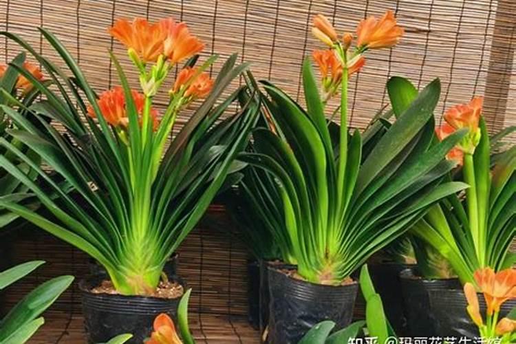 吊兰用什么肥料好