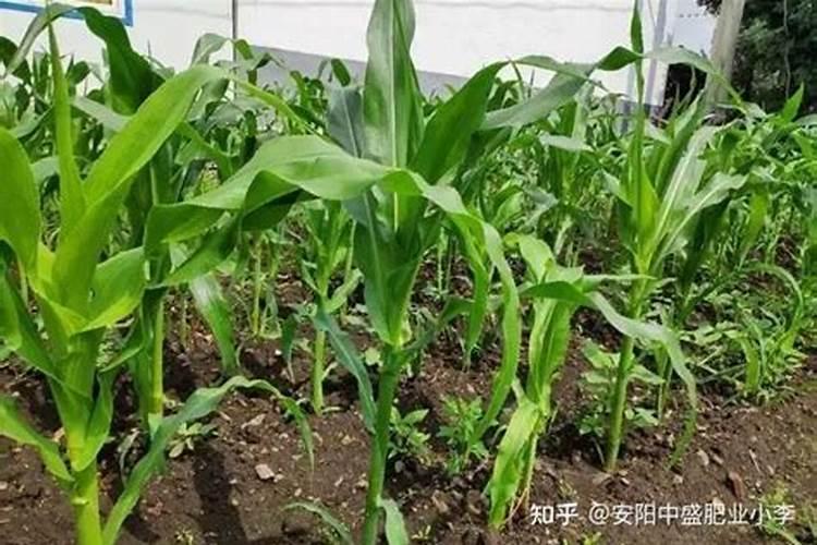 玉米最后一次施肥是几叶