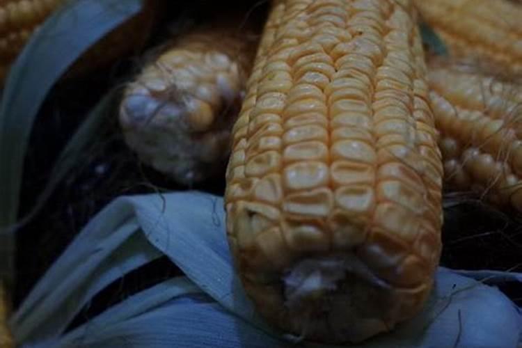 玉米后期管理和施肥什么时间最佳