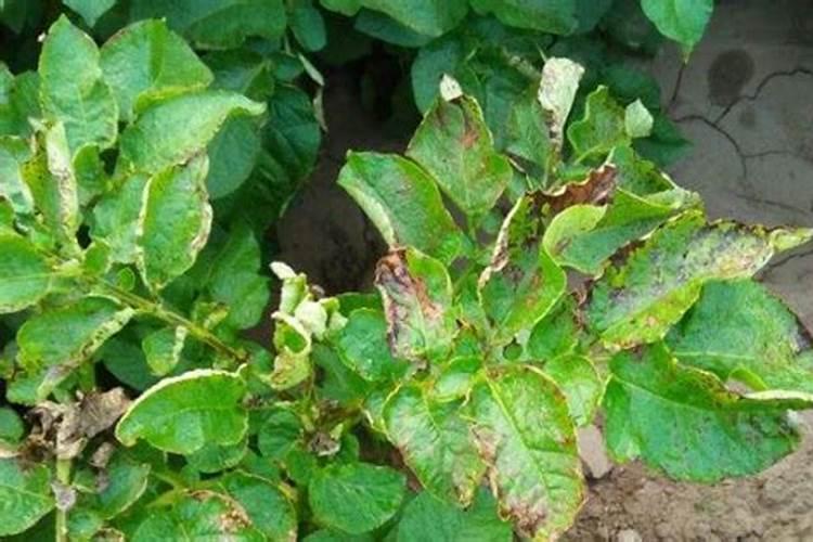 发财树长新芽需要怎么养护