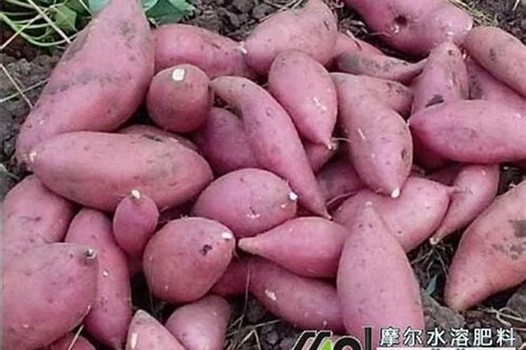 红薯最后一次施肥在什么时候？怎么操作？