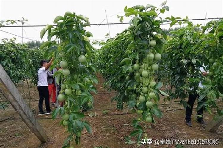 芸苔素的作用和使用方法