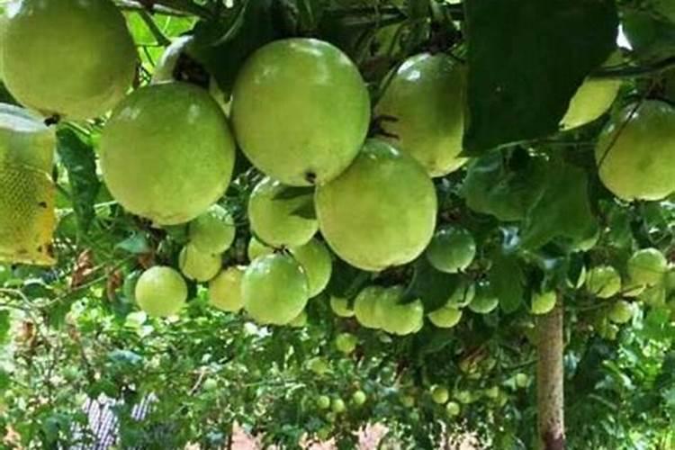 百香果如何施肥？百香果施肥用什么肥料？