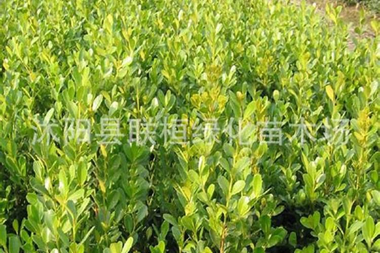 在设施蔬菜栽培中怎样施用硼肥？