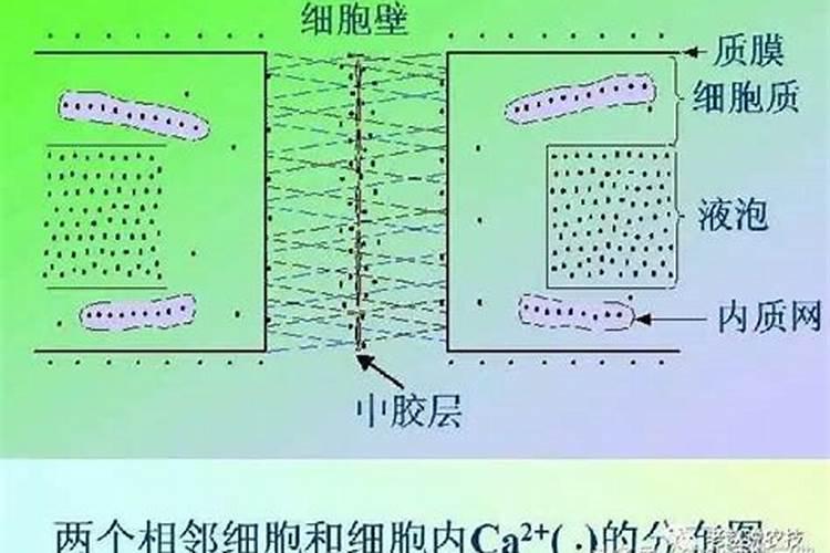 磷肥的分类有哪些？