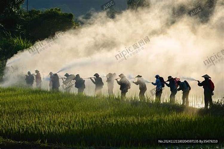 水稻苗床打叶面肥应该间隔几天多少天？