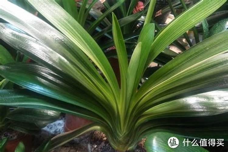 多肉法师怎么养