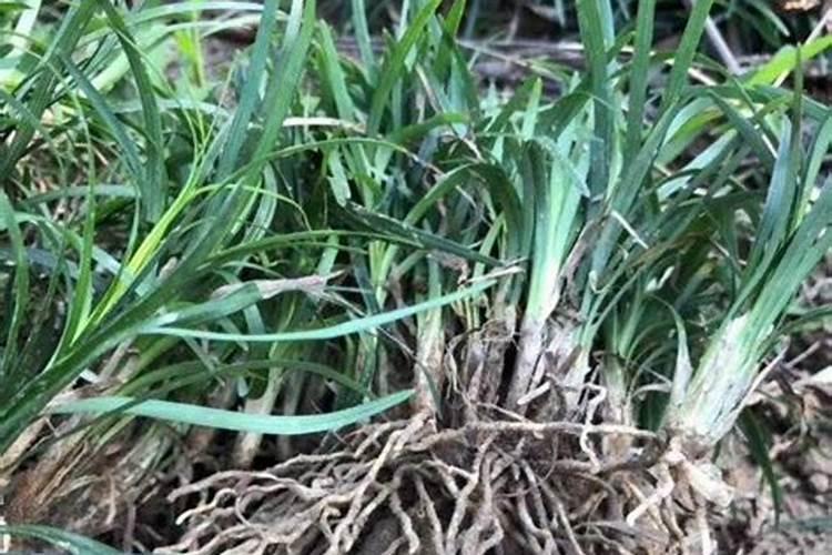 氮肥过多对水稻有什么危害 后期施的氮肥过多怎么处理