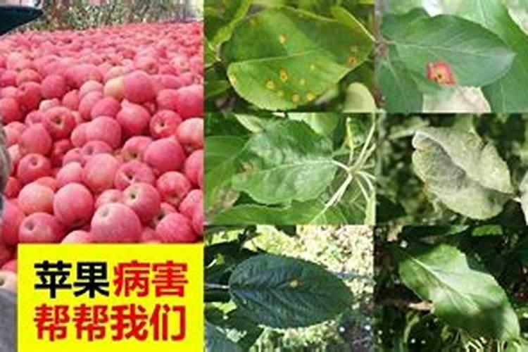 化肥的主要成分 如何鉴别