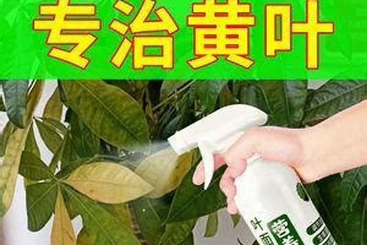 给花树一次性施肥过量了,有什么补救措施吗？