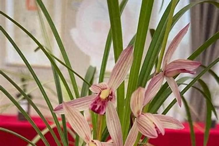 控释肥与复合肥的区别