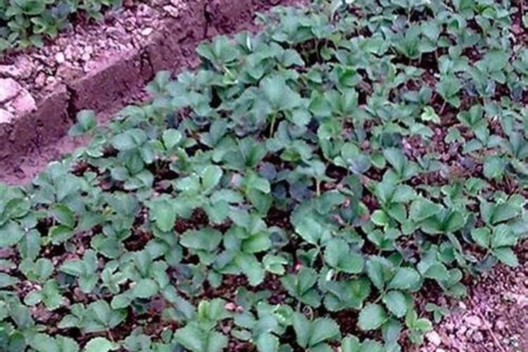 早板栗夏季什么时候施肥合适