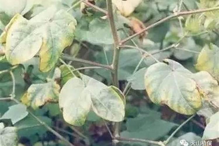 棉花旺长怎么控制