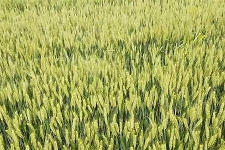 小麦后期喷什么微肥增产增重 死穗怎么防治