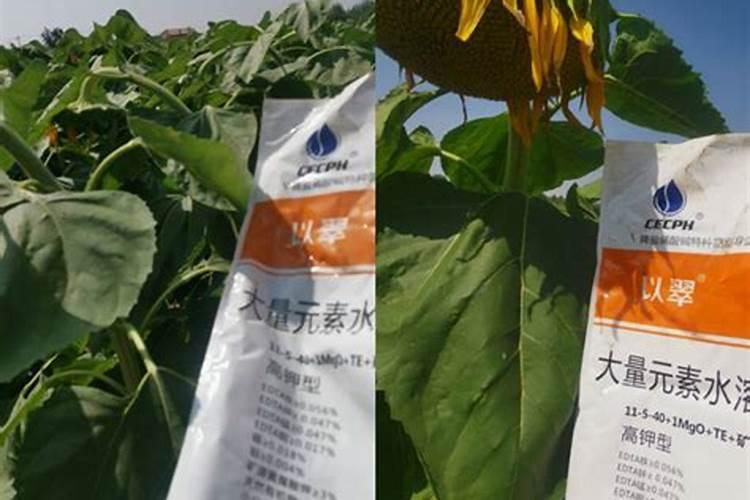 种植葵花用什么肥料好？