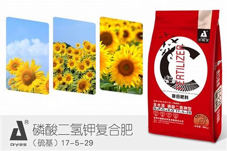 葵花籽种植方法 如何种葵花籽