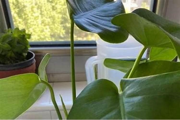 陕西康百稼生物科技有限公司怎么样？