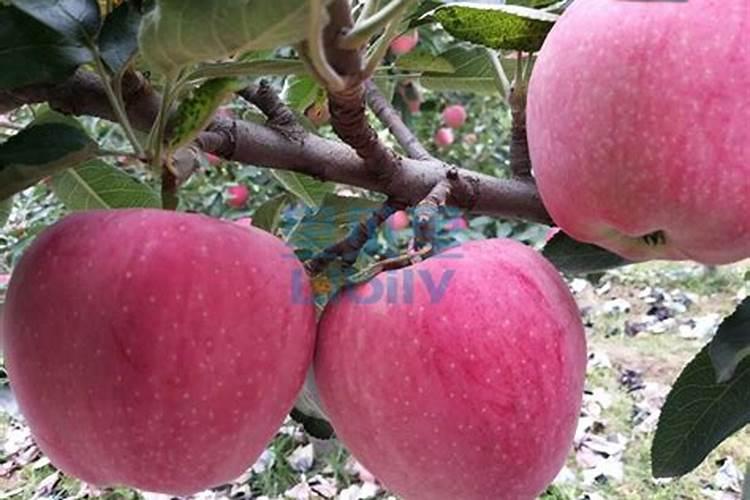 种植油菜为什么要施硼肥油菜啥时候施硼肥好