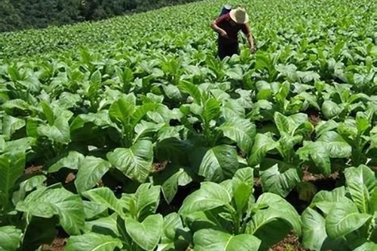 氮磷钾对植物的根茎叶分别有什么影响？