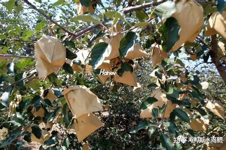 小番茄施什么肥最好