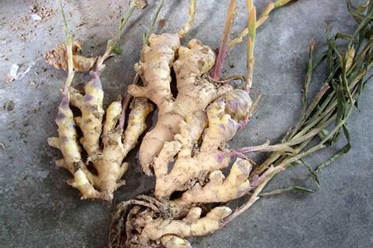 种植花生磷肥的正确方法