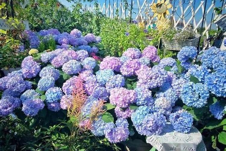 盆栽荷花如何施肥