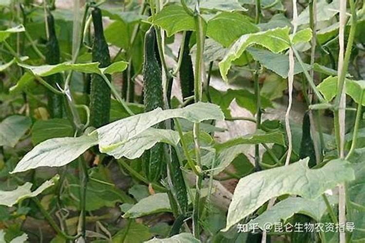 黄瓜浇什么肥料合适