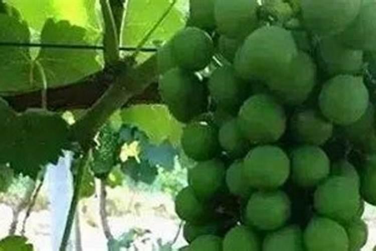 水肥一体化技术,在矮砧密植苹果园的使用方法是怎样的？