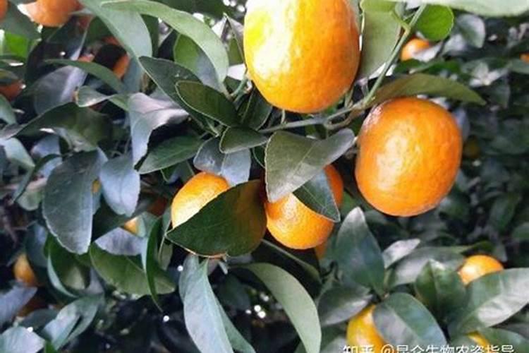 茄子、辣椒挂果用台沃肥复合肥合适吗？