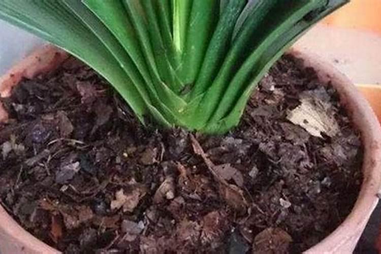 植物缺镁有什么症状