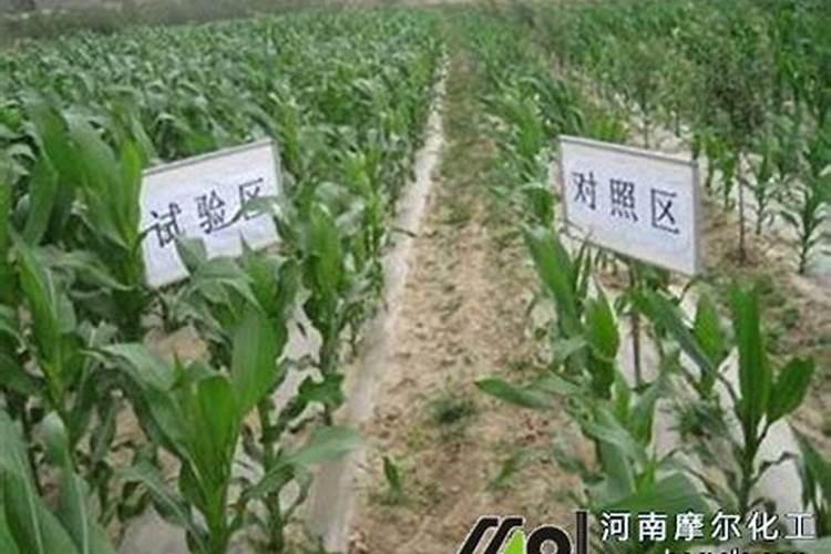 高粱打药后怎么管理