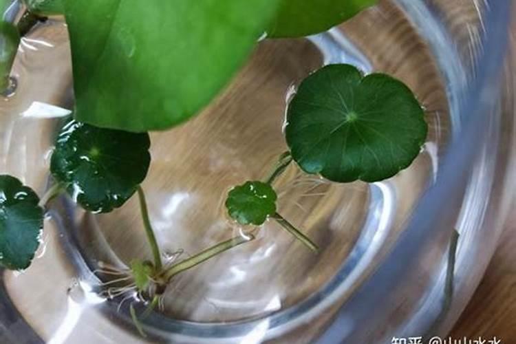 水培瓶里撒点它,花草10年不黄叶,长疯了!