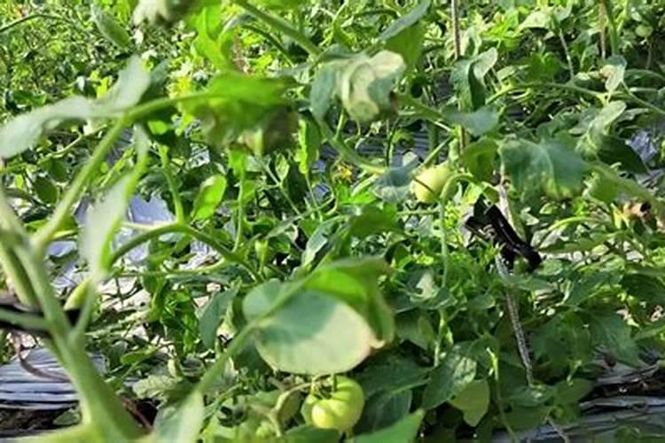 钾肥的正确使用方法 合理施用钾肥需要注意什么