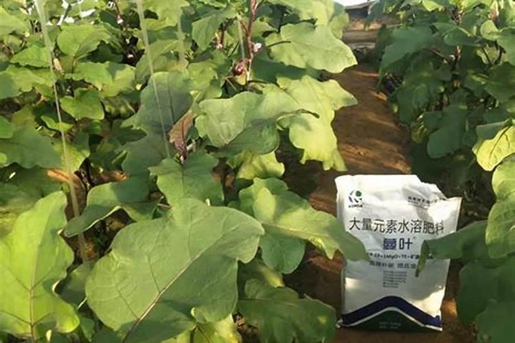 微量元素水溶肥的作用及功效