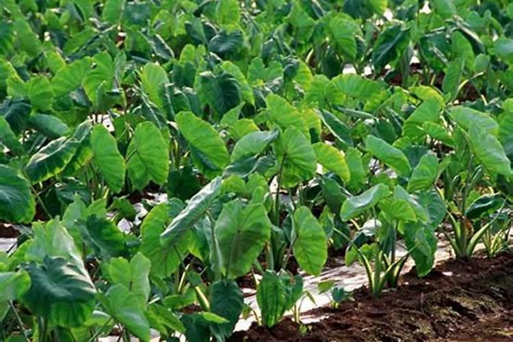 3大云计算股票龙头股(名单)