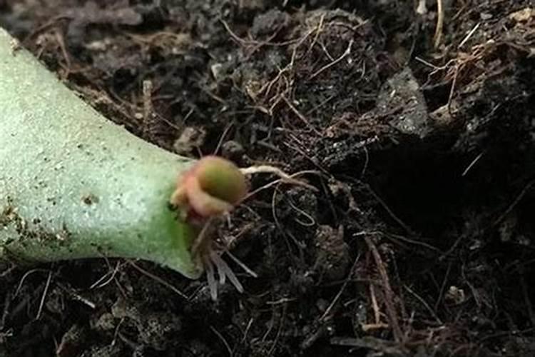 硫酸钾型复合肥和纯硫酸钾复合肥有什么区别？