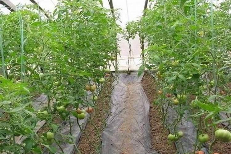 钾肥在土壤中受到哪些较大如何提高作物钾肥利用效果