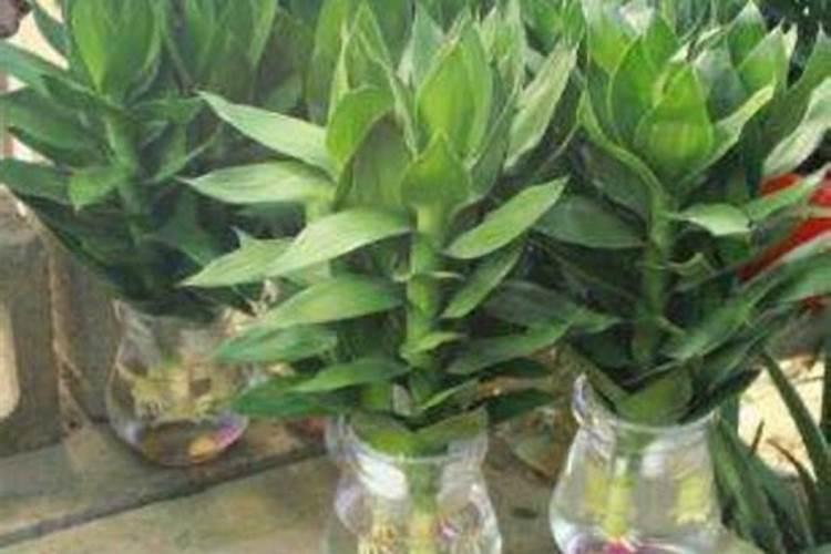 兰花的施肥方法及注意事项 兰花的施肥方法介绍